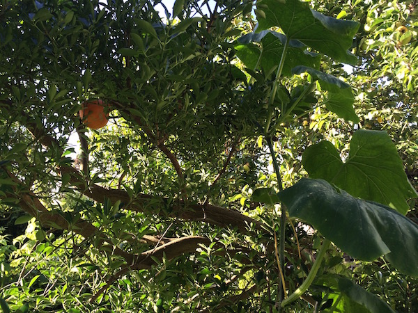 potiron dans les arbres